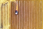 麦禾香里话丰年——我省千万亩小麦丰收在即 - 农业机械化信息