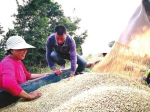 麦禾香里话丰年——我省千万亩小麦丰收在即 - 农业机械化信息