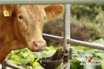【砥砺奋进的五年·人权篇】因地制宜的肉牛养殖产业让驮堪乡村民打开新的幸福大门 - 广播电视