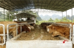 【砥砺奋进的五年·人权篇】因地制宜的肉牛养殖产业让驮堪乡村民打开新的幸福大门 - 广播电视