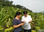 夏县：气象服务烟叶生产让种植户最大获益 - 气象