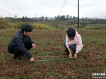 晋城：开展冬小麦植株密度测定 - 气象