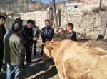 乡宁县残联在帮扶村举办养牛技术培训班 - 残疾人联合会