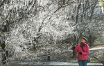 冰挂“长”满树 - 太原新闻网