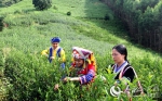 【领航新征程】党组织引领 小山村做出扶贫“茶”文章 - 广播电视