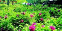 晋祠公园牡丹园内姹紫嫣红游人如织 - 太原新闻网