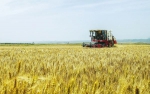 晋南小麦进入成熟期 陆续开镰收割 - 农业机械化信息