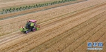 晋南小麦进入成熟期 陆续开镰收割 - 农业机械化信息