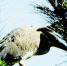 太原首次发现鹭类集中繁殖地 - 太原新闻网