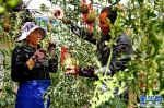 （脱贫攻坚）（1）西藏阿里：生态农业促脱贫 - 广播电视