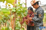 （脱贫攻坚）（5）西藏阿里：生态农业促脱贫 - 广播电视