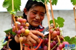 （脱贫攻坚）（6）西藏阿里：生态农业促脱贫 - 广播电视