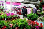 春节临近花卉市场购销两旺 - 太原新闻网