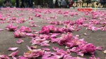 【中国那些事儿】玫瑰飘香“一带一路” 中保共同开启战略合作新篇章 - 广播电视