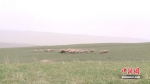 草场上的羊群。孙恒业 摄 - 广播电视