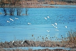 汾河湿地成为鸟类乐园 - 太原新闻网