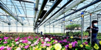 保障花卉市场供应 - 太原新闻网
