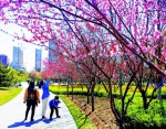 和平公园樱花节开幕 - 太原新闻网