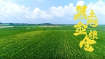 习近平吉林行丨首站来到梨树县国家绿色玉米生产基地 - 广播电视