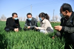 2020年3月17日，西安市农技中心农业科技特派员（左二）在陕西省西安市周至县广济镇与基层农技员交流小麦生长情况。新华社记者 张博文 摄.JPG - 广播电视