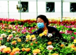 花卉致富路 - 太原新闻网