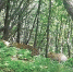 我省保护区首次拍摄到4只华北豹同框 - 太原新闻网