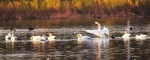 白天鹅在汾河湿地“中转”栖息 - 太原新闻网