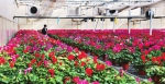 智能温室花卉品种多 - 太原新闻网