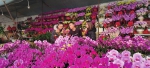 春节临近 花卉市场“热”起来 - 太原新闻网