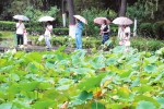 “廉韵清风”荷花节 - 太原新闻网