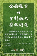 联播+｜特殊之年 感受习近平的“三农”情怀 - 广播电视