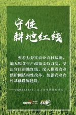 联播+｜特殊之年 感受习近平的“三农”情怀 - 广播电视