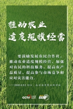 联播+｜特殊之年 感受习近平的“三农”情怀 - 广播电视